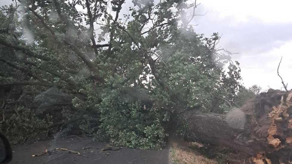 Più di 150 interventi dei vigili del fuoco per le piante cadute