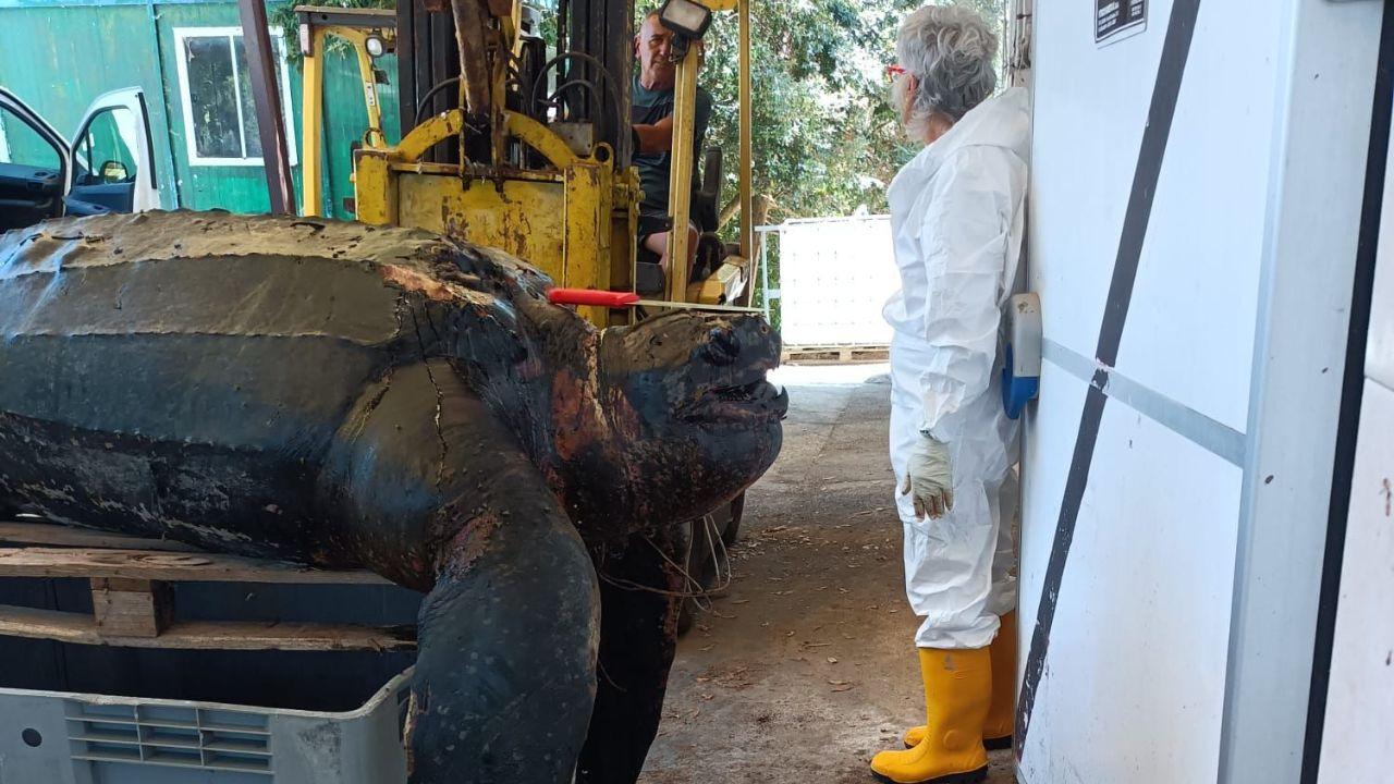 
	La necroscopia sulla tartaruga morta all'istituto zooprofillatico di Pisa

