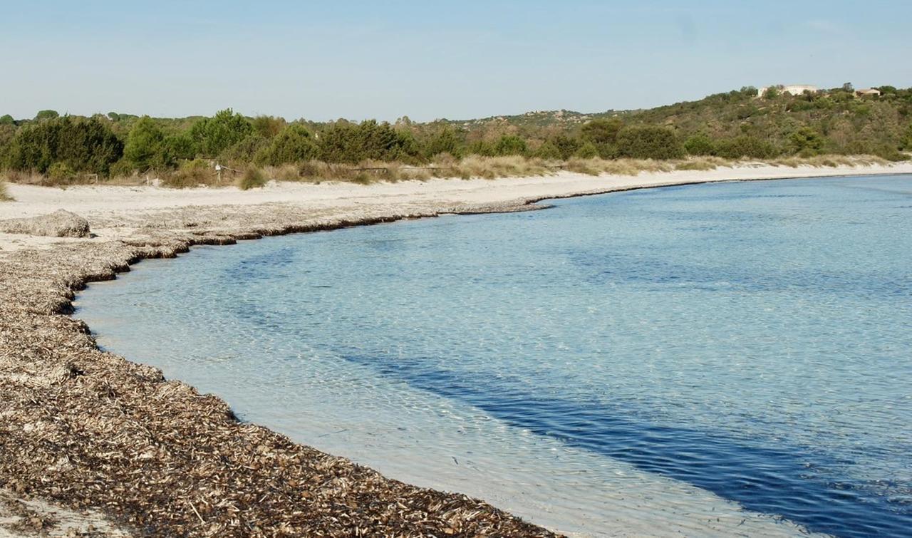 Cala Brandinchi, nessun inquinamento: «L’acqua verde? Fenomeno naturale»