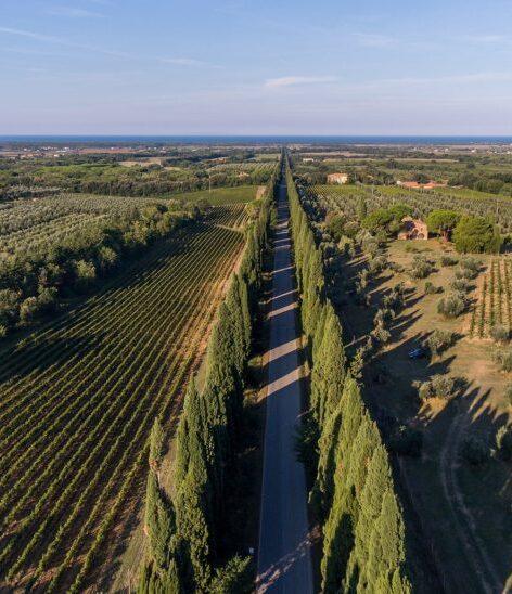 
	I vigneti di Bolgheri visti dall&rsquo;alto con una suggestiva prospettiva sul viale dei cipressi

