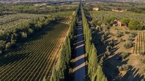 I vigneti di Bolgheri visti dall’alto con una suggestiva prospettiva sul viale dei cipressi