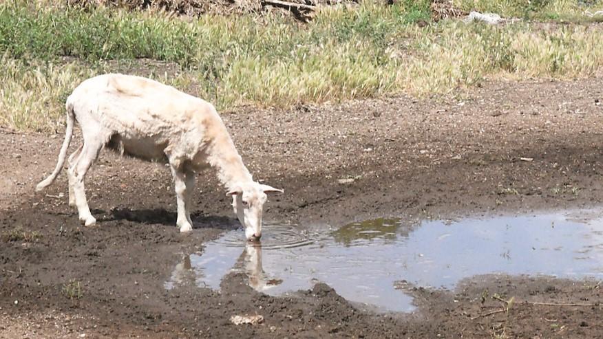 Agricoltura in crisi, l’assessore Gian Franco Satta: «Voglio lo stato di calamità in giunta entro agosto»