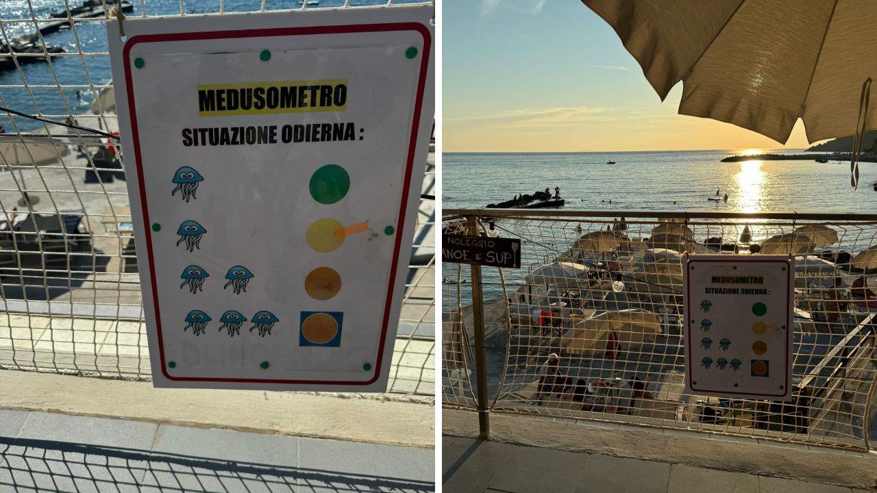 Livorno, al mare arriva “medusometro”: come funziona il “semaforo” per fare il bagno senza pensieri