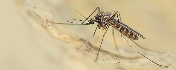 West Nile virus, altri cinque casi in provincia di Modena