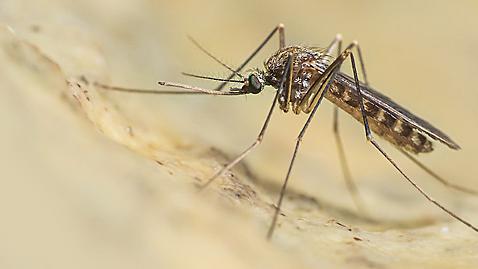 West Nile virus, altri cinque casi in provincia di Modena