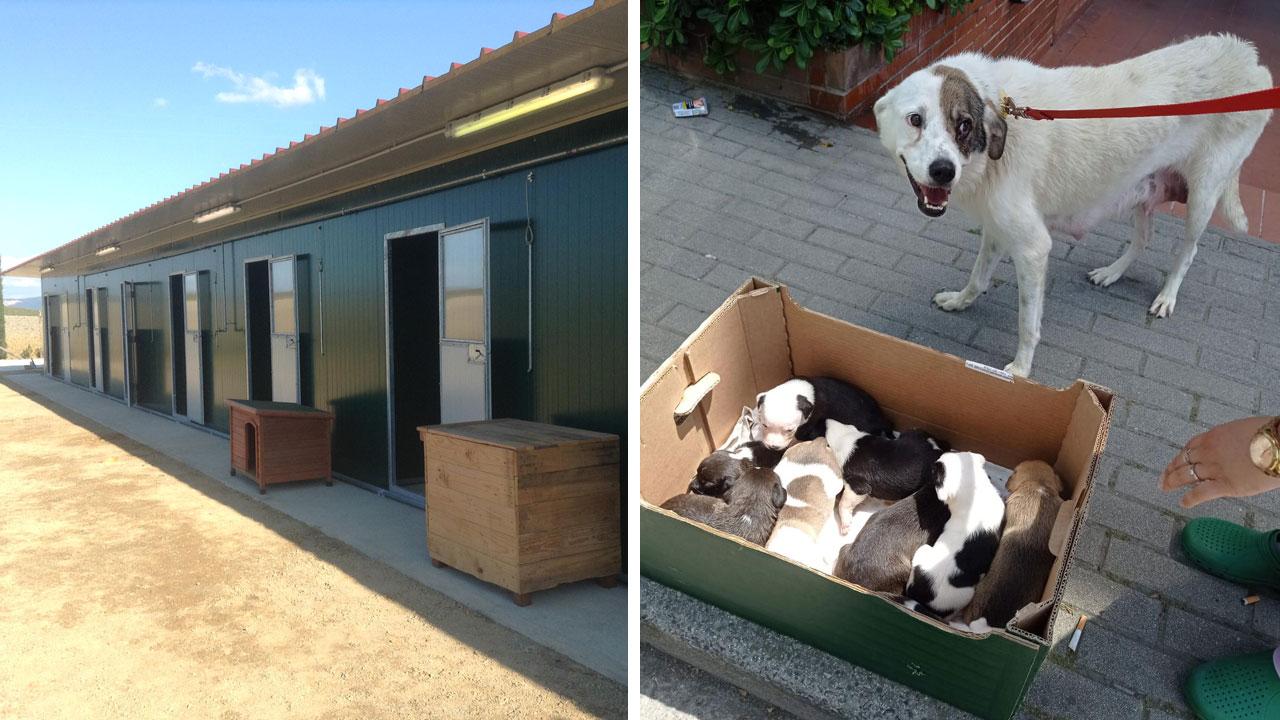 Il canile La Valle incantata a Lajatico  Molly e i suoi cuccioli, la canina trovata legata e disidratata
