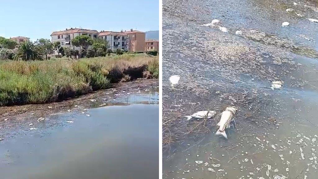 Due frame di alcuni video girati ieri in tarda mattinata nella laguna di ponente e che mostrano pesci morti