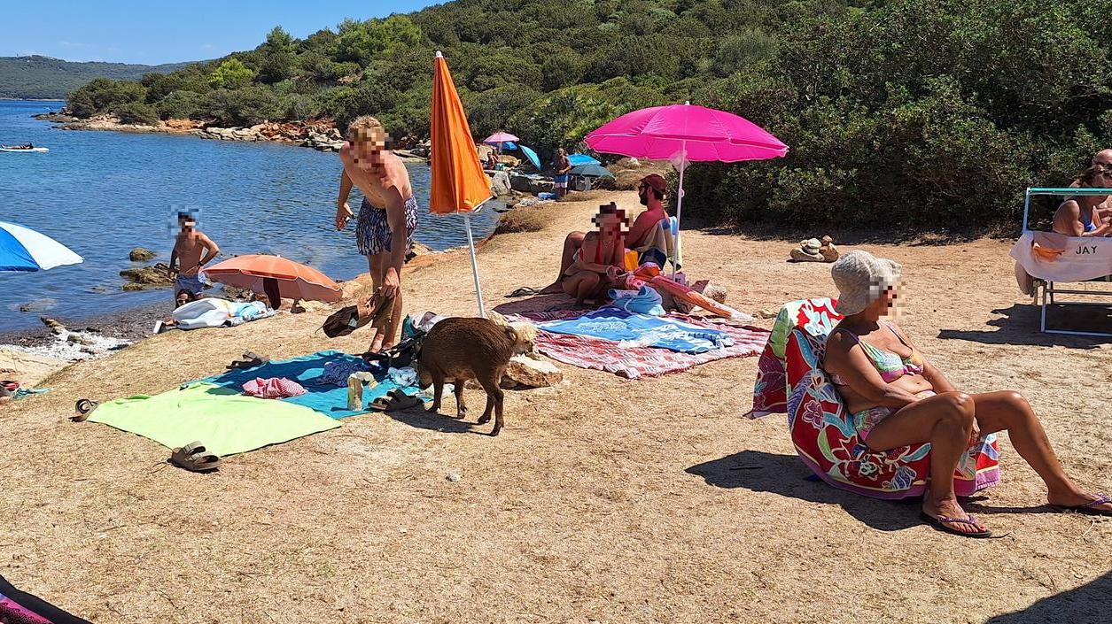 Alghero, cinghialetto immortalato mentre prende il sole in mezzo ai bagnanti