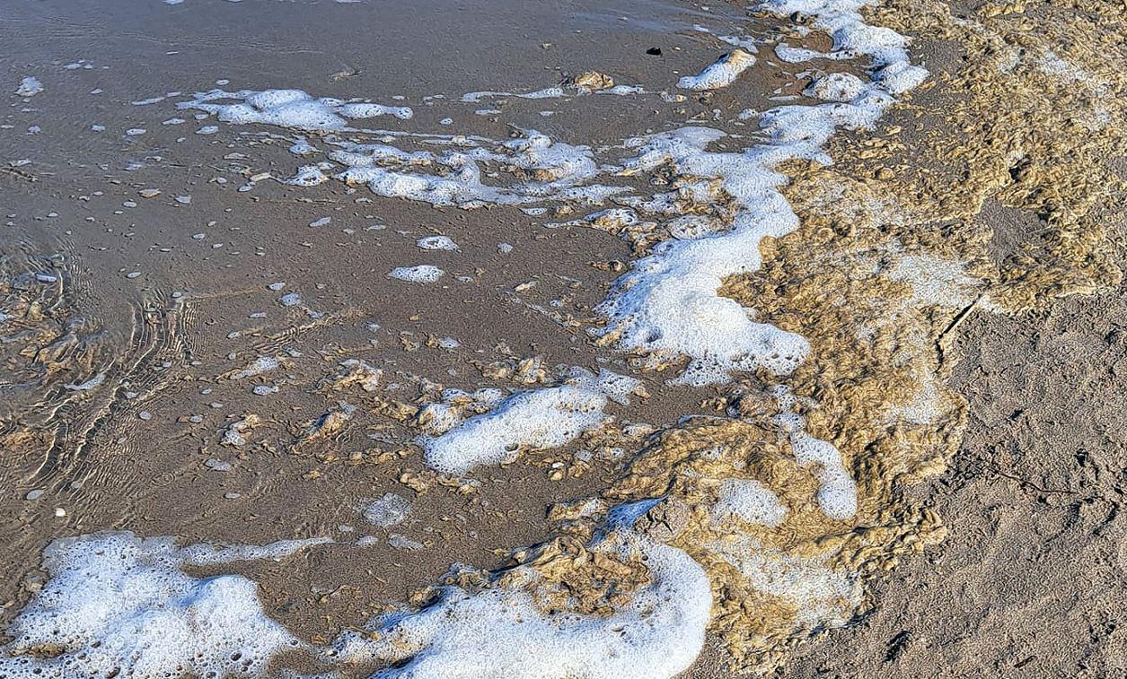 Lidi, la mucillagine non dà tregua: «I turisti vogliono acque limpide»