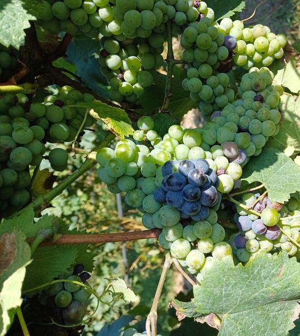 Al via una vendemmia anticipata pochi giorni dopo Ferragosto