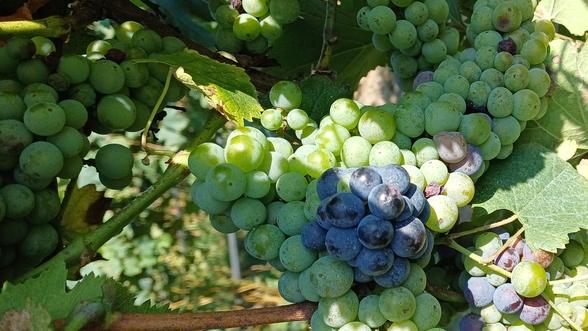 Al via una vendemmia anticipata pochi giorni dopo Ferragosto