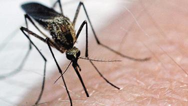 Febbre del Nilo e Usutu Virus, trovate zanzare positive a Oristano e San Vero Milis