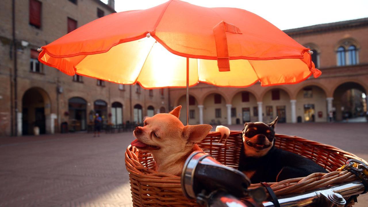 Ferrara, allerta gialla per temperature estreme