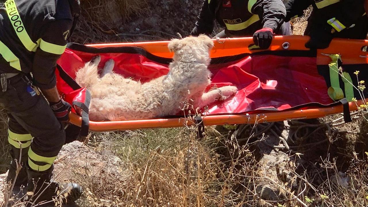 Cade in un dirupo a Ploaghe, i vigili del fuoco salvano “Burroncina”