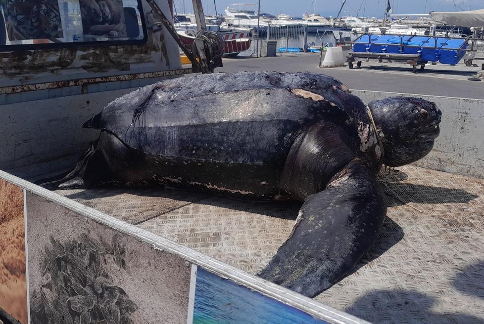 Il mistero della tartaruga morta a Viareggio, è arrivato l’esito dell’autopsia: i risultati e i precedenti in Toscana