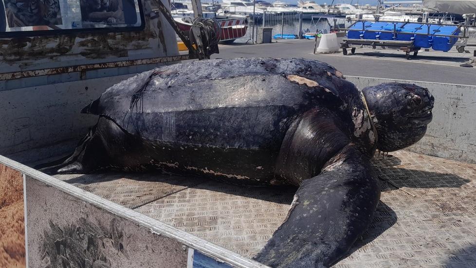 L’animale è stato trovato senza vita al largo di Viareggio