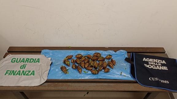 Alghero, sbarca all’aeroporto con 4 chili di chiocciole africane giganti: sequestrate