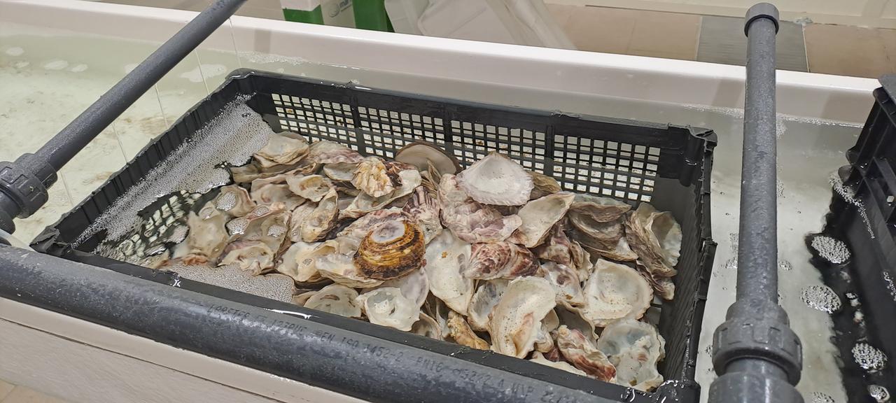 Sardegna regina delle ostriche: «La sfida è quella di ampliare il nostro mercato»