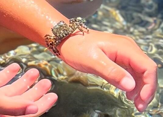 Retini e secchielli mettono a rischio le specie tra gli scogli