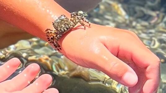 Retini e secchielli mettono a rischio le specie tra gli scogli