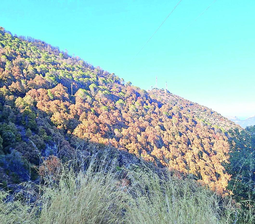 Allarme per sugherete e boschi in Gallura, Baronia e Ogliastra