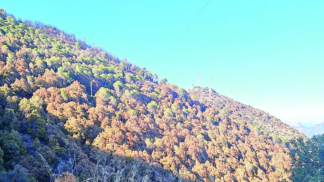 Allarme per sugherete e boschi in Gallura, Baronia e Ogliastra