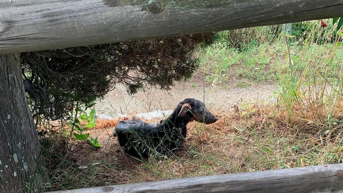 Veterinari h 24 entro Ferragosto Più vicino il bando per il canile