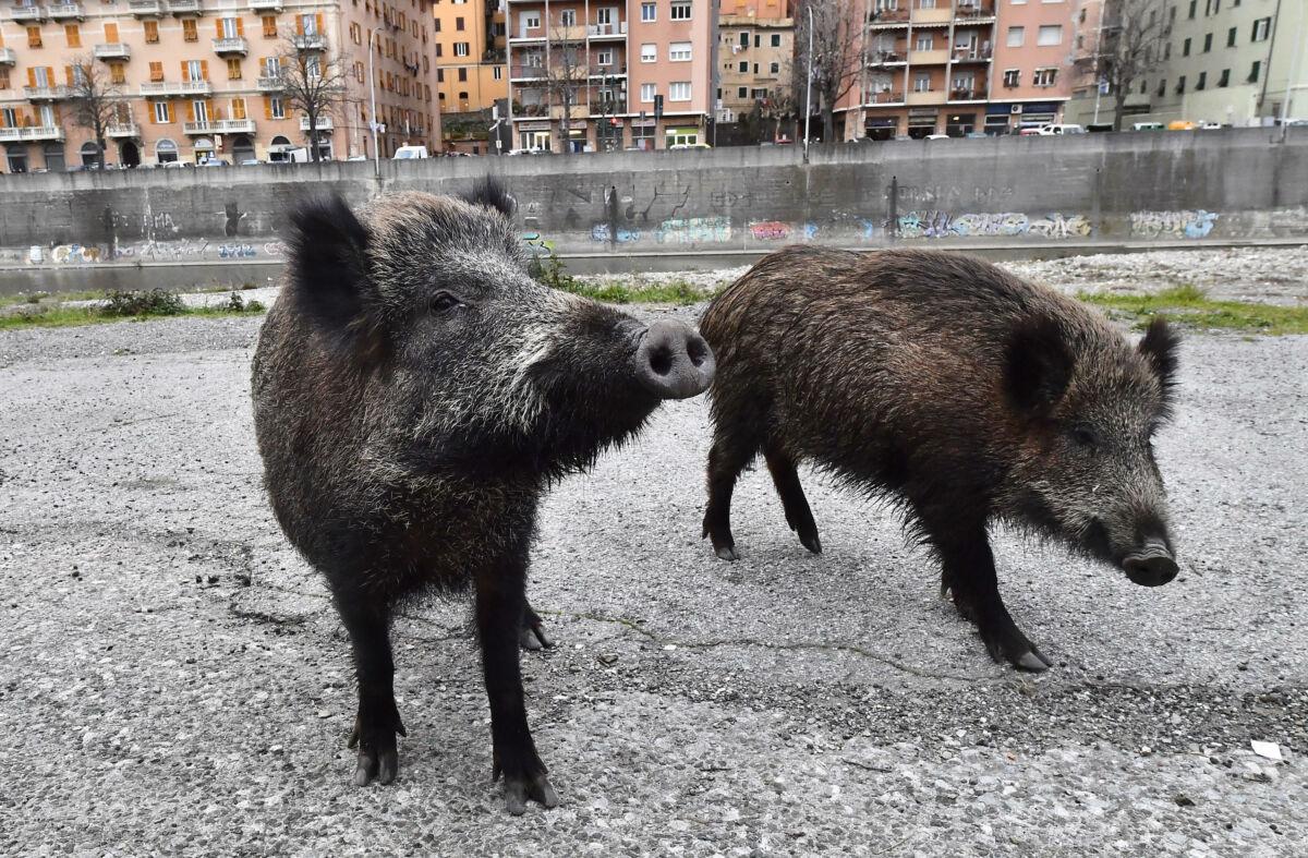 Due cinghiali in una zona urbana (Foto d’archivio)