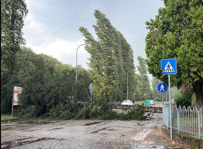 Pioggia e grandine, alberi caduti a Cento