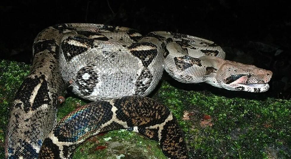 Piombino, denunciata perché teneva con sé una rara specie di serpente