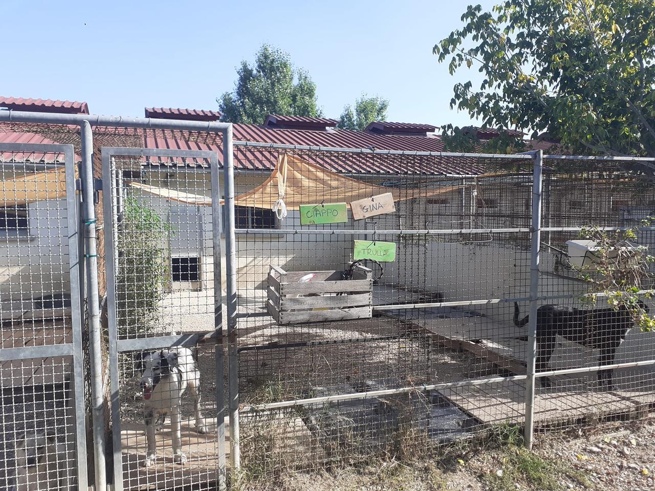 Ombreggianti cercansi per difendere i cani dal caldo