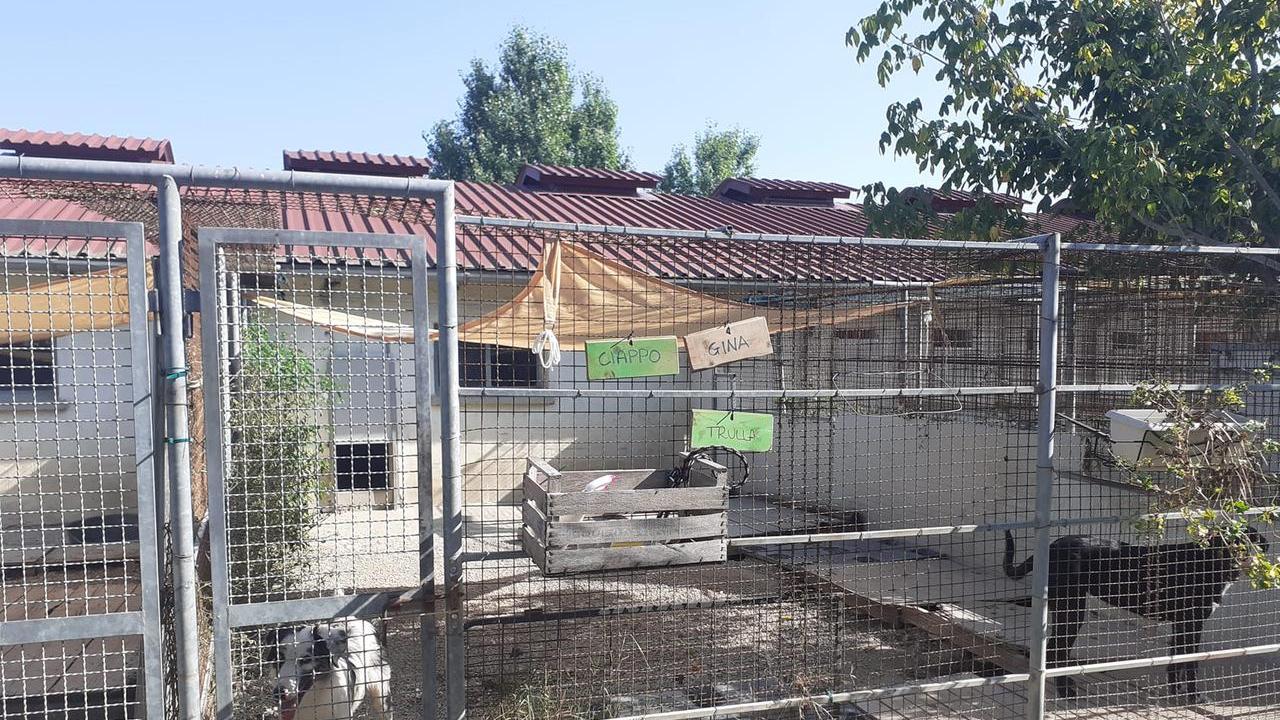Ombreggianti cercansi per difendere i cani dal caldo
