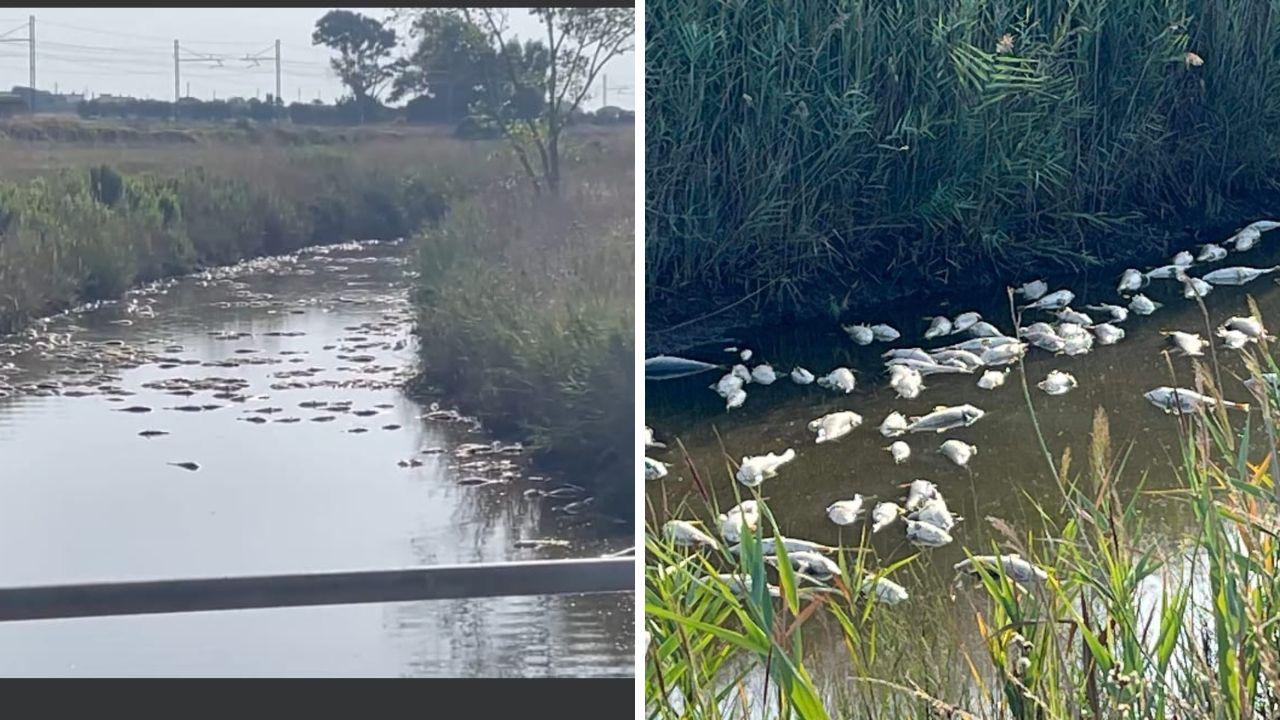 I pesci morti nel lago di Burano