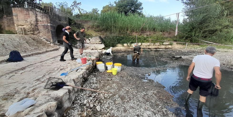 Montelupo, il torrente Pesa è in secca: volontari salvano i pesci