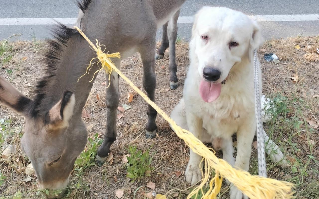 Savignano, un cane e un asino si perdono: tutti in strada per aiutarli