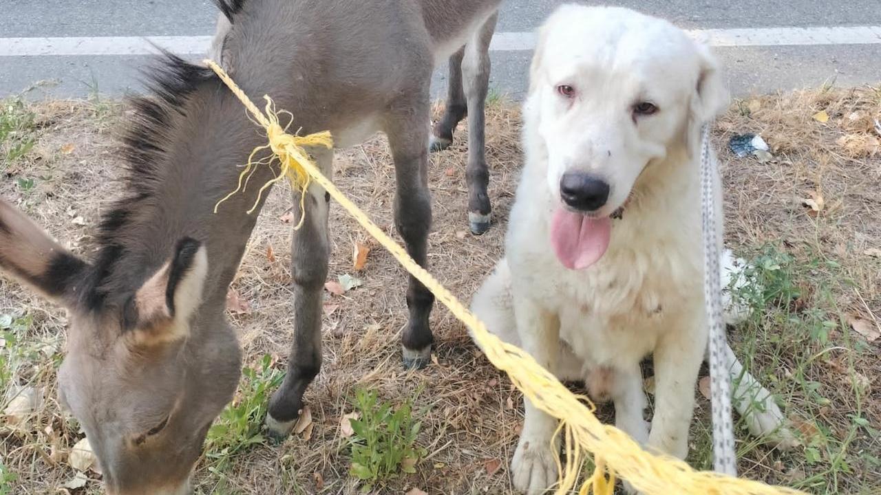 Savignano, un cane e un asino si perdono: tutti in strada per aiutarli