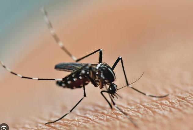 Primo caso di Usutu virus a Modena, l'esperto: «Attenzione agli anziani»