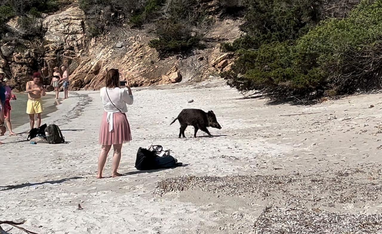Paura sull’isola di Spargi: bambino di 9 anni morso ai genitali da un cinghiale