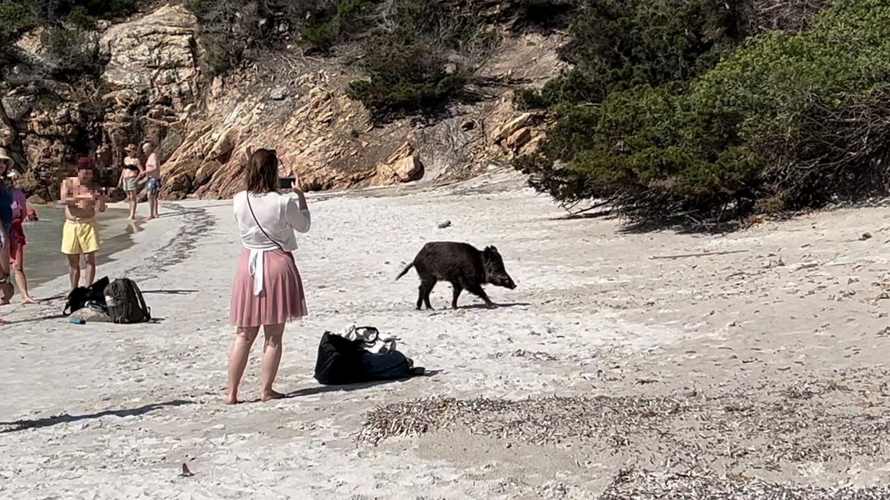 Paura sull’isola di Spargi: bambino di 9 anni morso ai genitali da un cinghiale