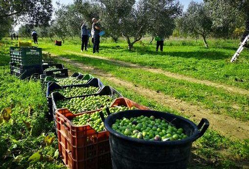 Olio d’oliva, l'Italia è solo seconda: la Spagna domina i mercati 