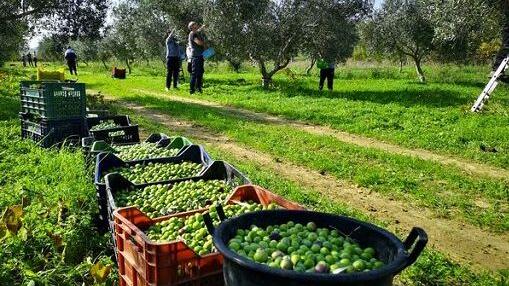 Olio d’oliva, l'Italia è solo seconda: la Spagna domina i mercati