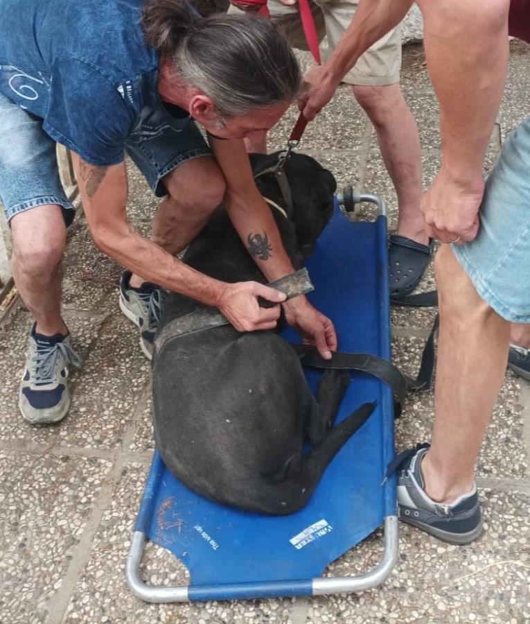 Modena, anziano azzannato salvato dall’altro cane