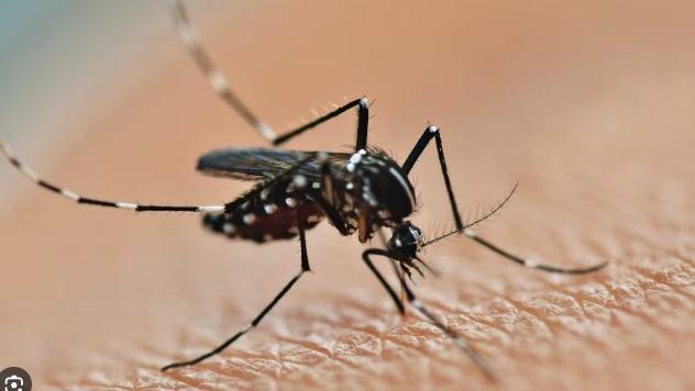 Modena, caso di Dengue in zona Giardini