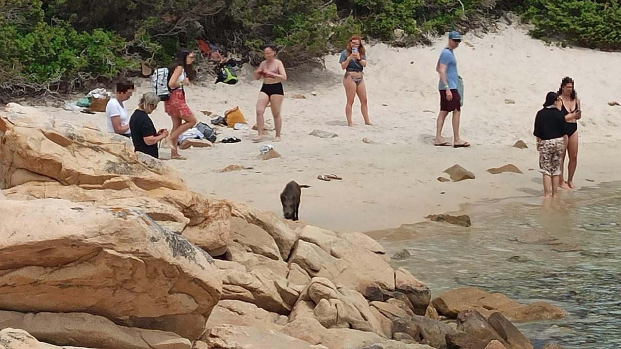Ungulati sull'Isola di Spargi vicino ai turisti