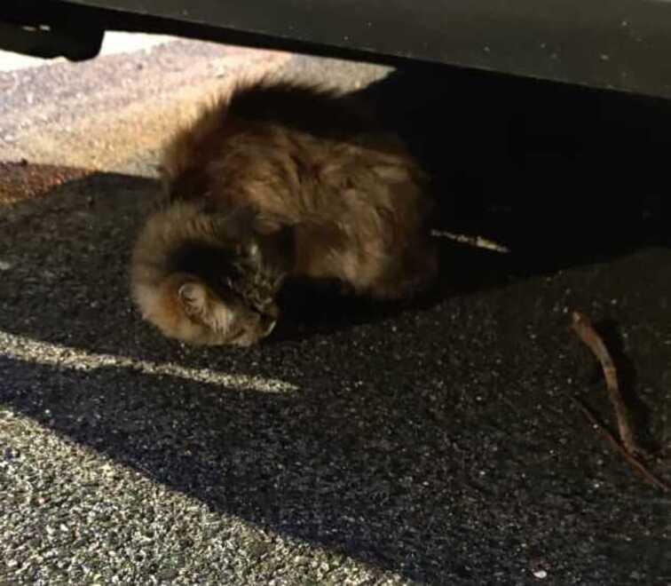 La gatta sotto un'auto