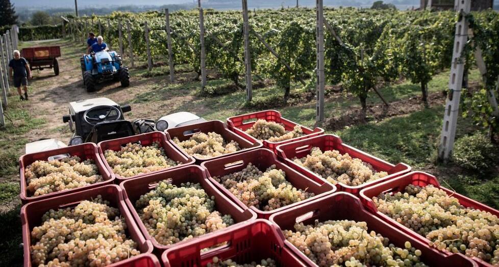 La pioggia non ha danneggiato le uve: in Maremma si annuncia una vendemmia coi fiocchi<br>
