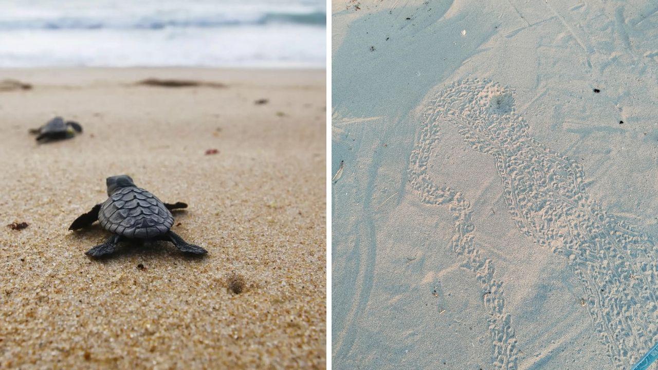 Un Caretta Caretta appena nata e i segni sulla spiaggia di Pianosa