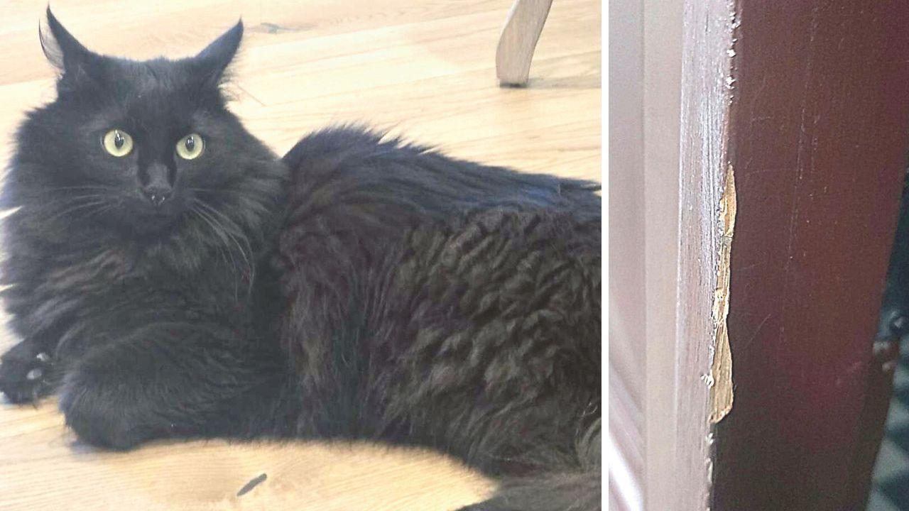 Il gatto Nandi e la porta danneggiata
