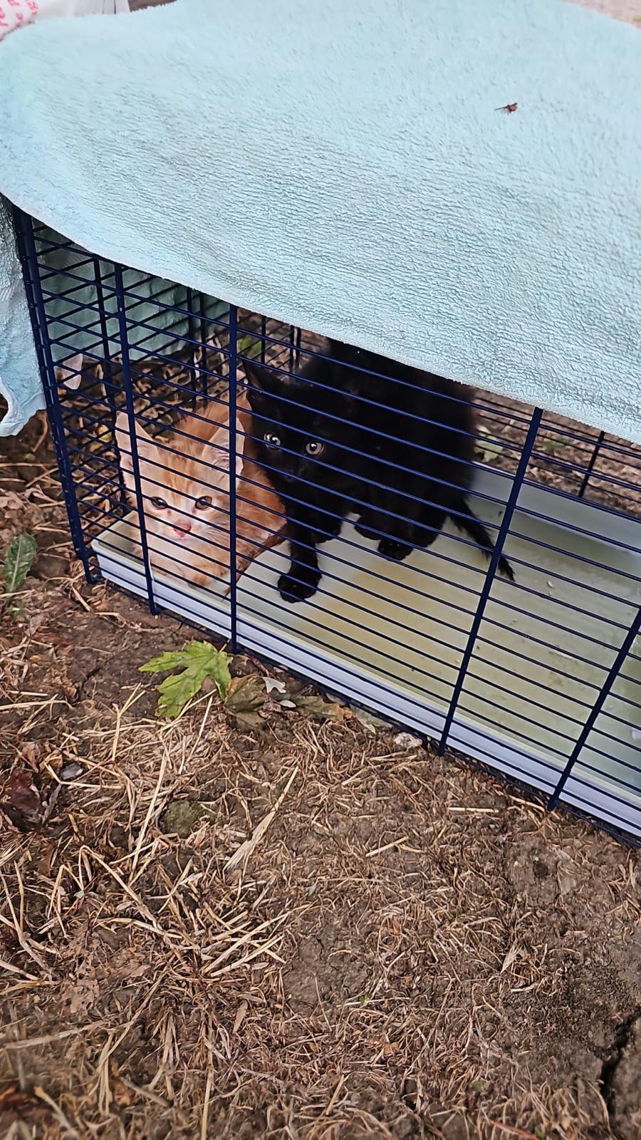 Mirandola, emergenza gatti da adottare: «Sono davvero troppi»