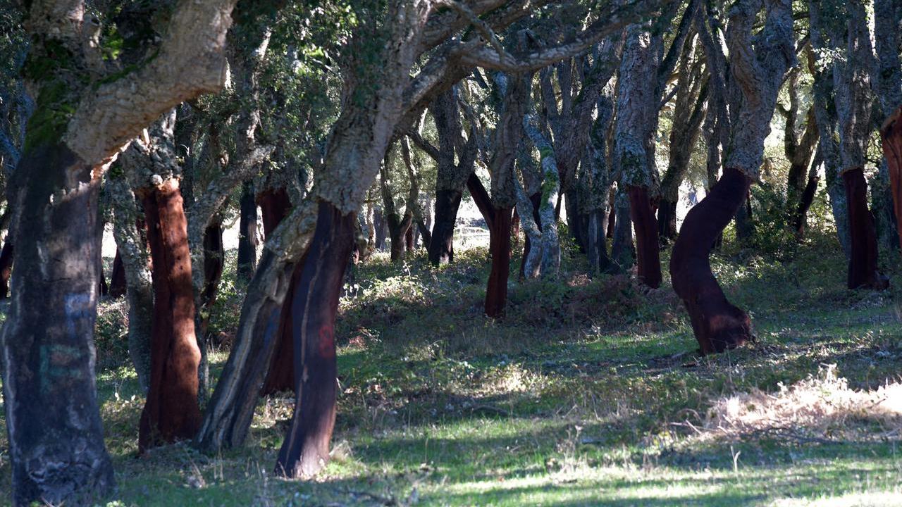 Boschi malati, ipotesi lockdown per le foreste già infettate